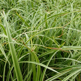 Laîche Silver Sceptre - Carex - Willemse