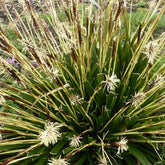 Laîche d'Oshima J.S. Greenwell - Carex - Carex oshimensis j.s. greenwell - Plantes