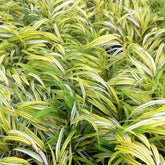 Herbe du Japon panachée Aureola - Hakonechloa macra aureola - Plantes