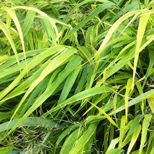 Herbe du Japon - Hakonechloa macra - Plantes