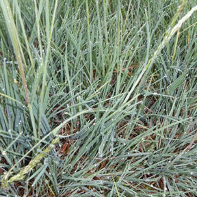 3 Keuléries bleues - Willemse