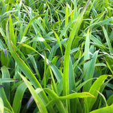 Luzule des bois - Willemse