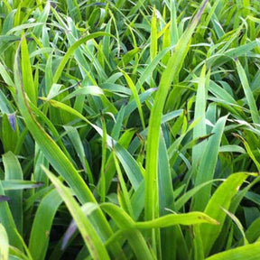 Luzule des bois - Willemse