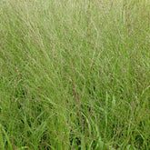 Molinie élevée Transparent - Molinia arundinacea transparent - Plantes