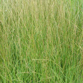 Molinie bleue Torch - Willemse