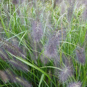 Herbe aux écouvillons National Arboretum - Pennisetum - Willemse