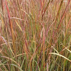 Schizachyrium scoparium Explosion - Willemse