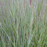 Schizachyrium scoparium Prairie Blues - Schizachyrium scoparium prairie blues - Plantes