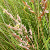Herbe des Indiens - Sorghastrum nutans (avenaceum) - Plantes