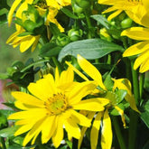 Silphe Maya - Willemse