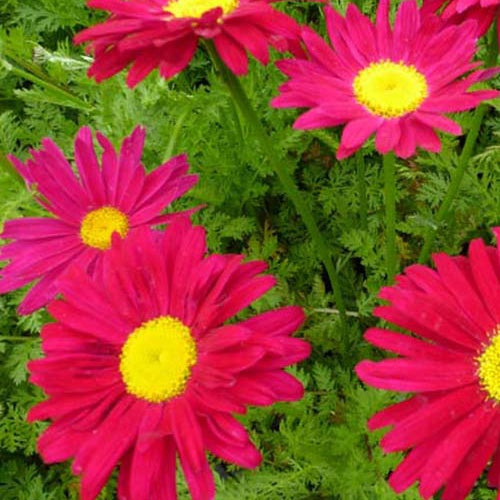 3 Pyrèthre Robinsons Red - Tanacetum coccineum robinsons red - Plantes