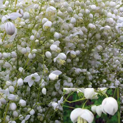 Pigamon Delavayi Splendide White - Thalictrum delavayi fr21034 splendide white - Plantes