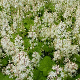 3 Tiarelle cordifoliée - Tiarella cordifolia - Plantes
