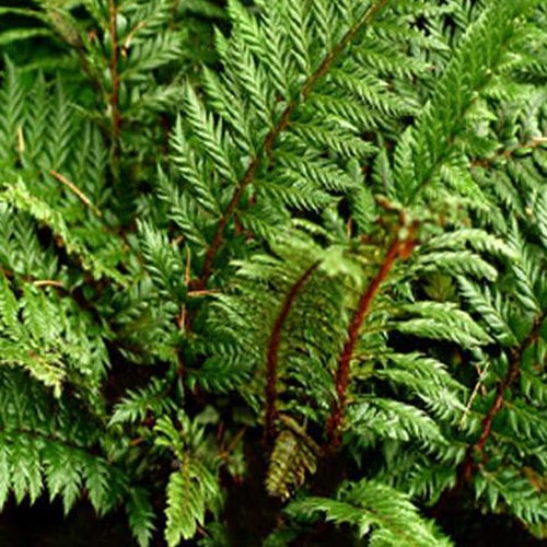 Polystic à feuille de houx Siny Holly Fern - Fougère - Polystichum shinny holly fern - Plantes