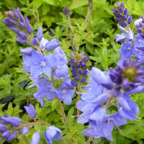 Véronique d'Autriche Royal Blue - Veronica austriaca royal blue - Plantes