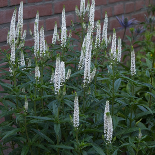 Véronique First Lady - Veronica longifolia first lady - Plantes