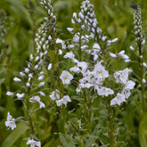 3 Véronique du Caucase - Veronica gentianoides - Plantes