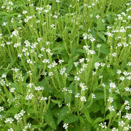 Verveine hastée blanche - Verbena hastata alba - Plantes