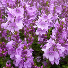 3 Véronique prostrée Mrs Holt - Willemse