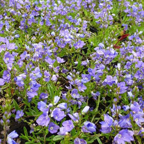 3 Véronique prostrée - Willemse