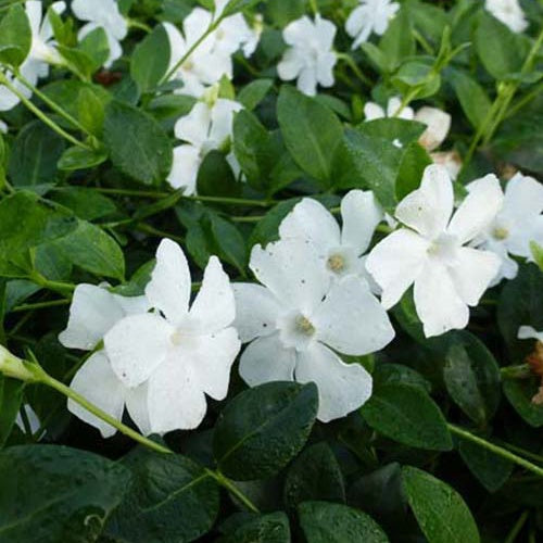 3 Petites pervenches blanches - Vinca minor alba - Plantes