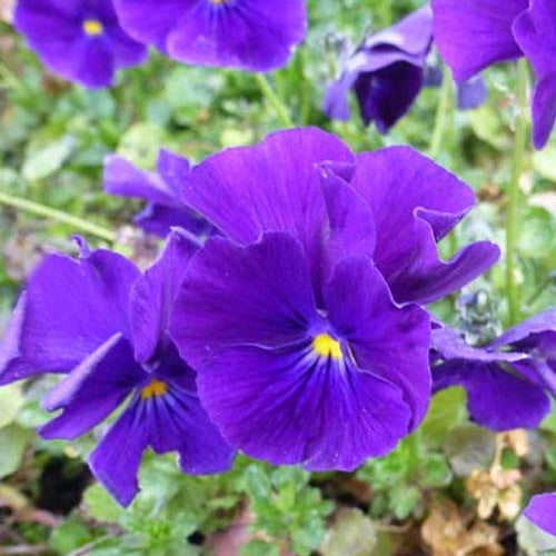 3 Violettes cornue Martin - Pensée - Viola cornuta martin - Plantes