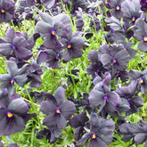 3 Violettes cornue Molly Sanderson - Pensée - Viola cornuta molly sanderson - Plantes