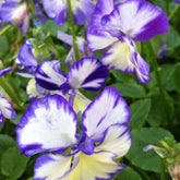 3 Violettes cornue Rebecca - Viola cornuta rebecca - Plantes