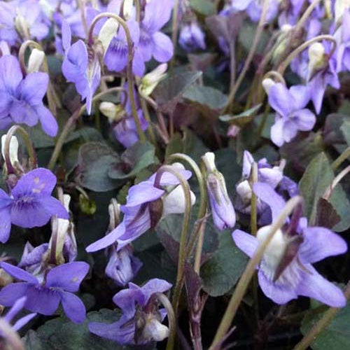 3 Violettes de Labrador - Viola labradorica - Plantes