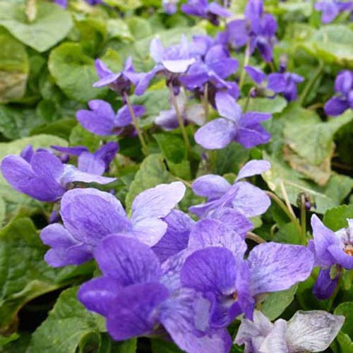 3 Violettes odorantes Königin Charlotte - Viola odorata königin charlotte - Plantes