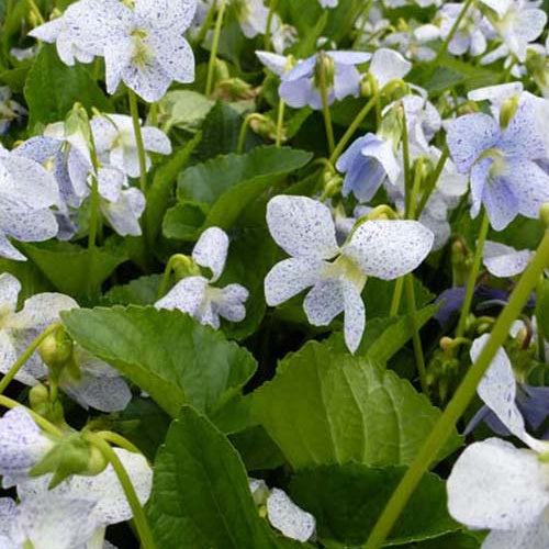 Violette vivace Freckles - Viola sororia freckles - Plantes
