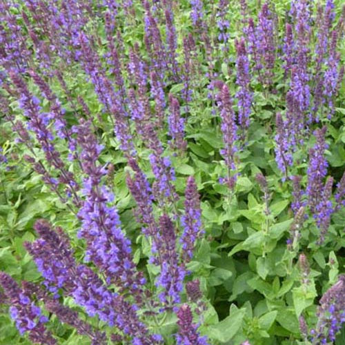 Sauge des bois Blaukonigin - Salvia nemorosa blaukönigin - Plantes