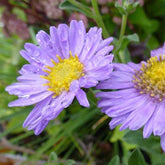 Œil de Christ Rudolf Goethe - Aster - Willemse