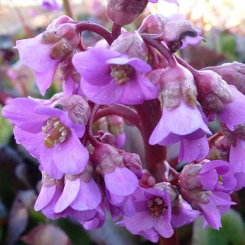 Bergénia pourpre - Bergenia purpurascens - Plantes