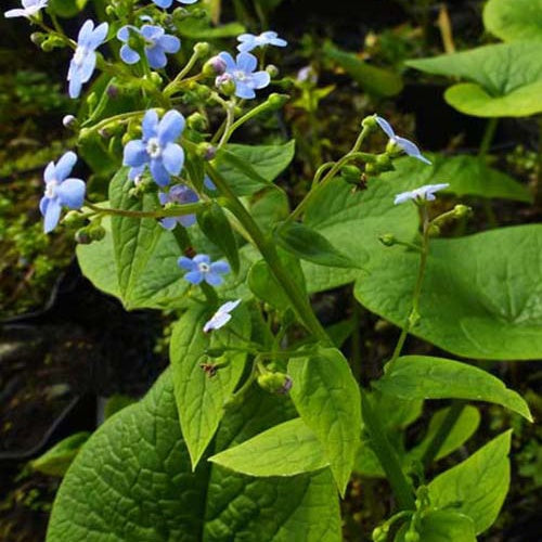 Buglosse de Sibérie - Brunnera sibirica - Plantes