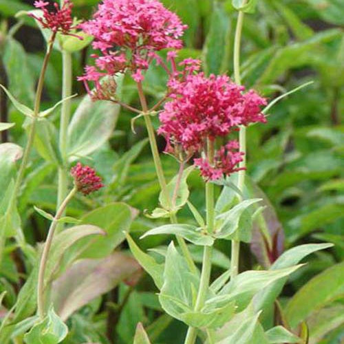 3 Valérianes rouges - Centranthus ruber coccineus - Plantes