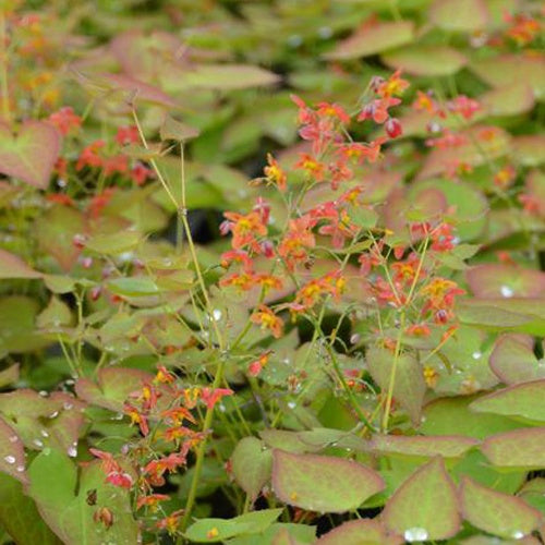Epimedium pubigerum Orangekönigin - Willemse