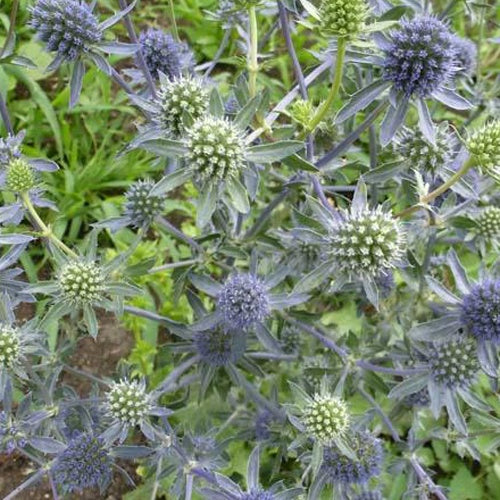 Panicaut à feuilles planes Blauer Zwerg - Eryngium planum blauer zwerg - Plantes