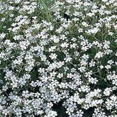 Gypsophile Schneeflocke - Willemse