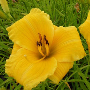 Hémérocalle Bakabana - Willemse