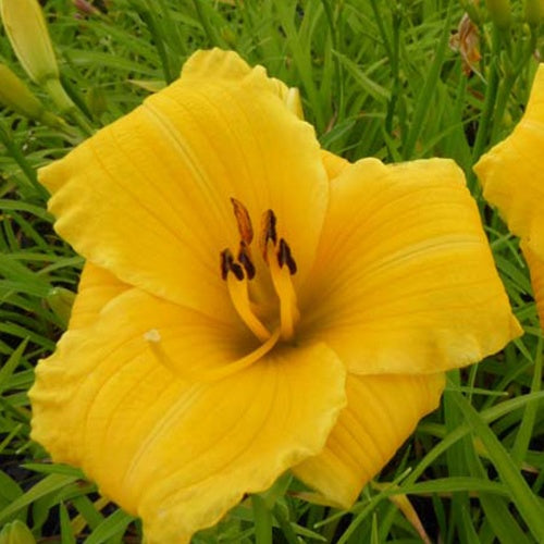 Hémérocalle Bakabana - Willemse