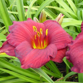 Hémérocalle Regency Dandy - Willemse