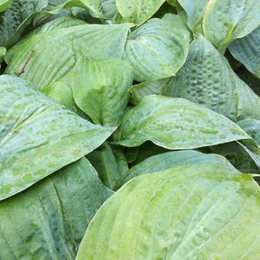 Hosta Blue Mammoth - Willemse