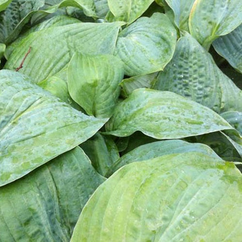 Hosta Blue Mammoth - Willemse