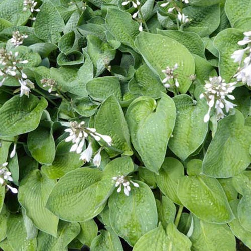 Hosta Big Mama - Willemse