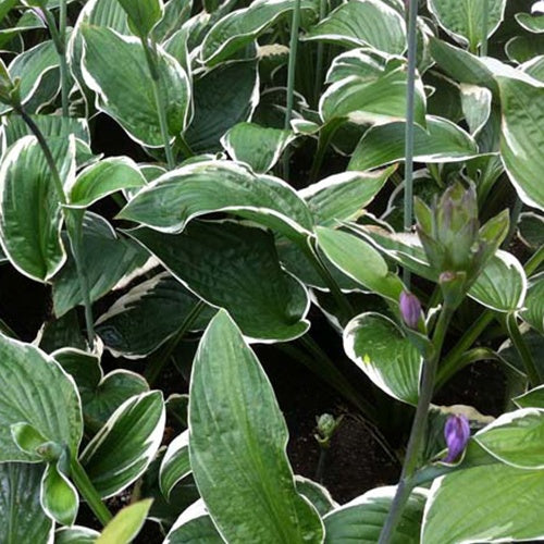 Hosta Francee - Hosta hybride francee  - - Plantes vivaces