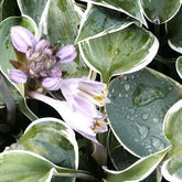 Hosta El Nino - Willemse