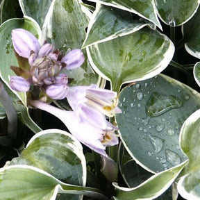 Hosta El Nino - Willemse