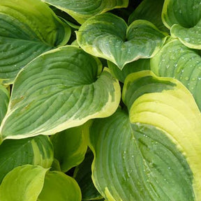 Hosta Fragrant Dream - Willemse