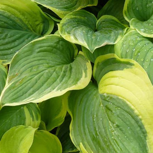 Hosta Fragrant Dream - Willemse